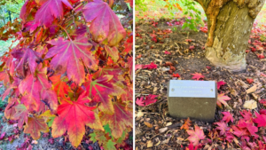 close up image of korean maple leaves that are very red with some green at the tips and green venation.