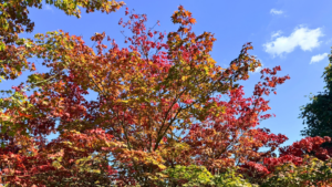 an image of korean maple against a blue sky showing the color transitions of the leaves in fall.