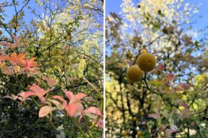 orangey-pink lance-shaped leabes in the forground with yellowing green leaves in the background and round, small orange fruits displayed on twisty branches.