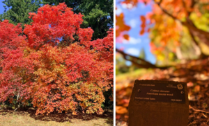 A large tree with billowing branches of bright red-orange-purple leaves stand out on a hillside. 