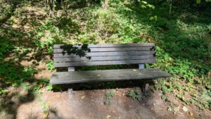 A wooden bench on a dirt trail continuous surface with trail, surrounded by understory vegetation.