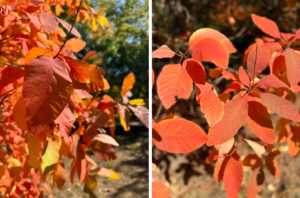 Close-up detail of oval-shaped smoke tree leaves.