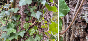 English ivy leaves and vines, with a focus on the rootlets