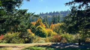 A sweeping view of a textures and colorful grouping of trees from above- a mixture of dark evergreen leaves, and a variety of broadleaf trees with colors raning from yellow-green to bright red and orange.