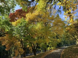 A group of trees- some with green leaves, some with yellow, some with purple, all mixed in together along a paved trail.