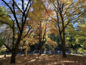 A group of trees, where the one in the center is brilliant in orange-purple, while the others in the foreground are largely bare with some leaves remaining.
