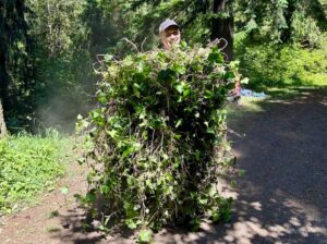 A man in a baseball cap is barely visible behind the huge mound of ivy he is holding.