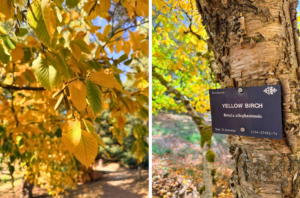 Side-by-side images of yellow-orang birch leaves hanging from a low branch, and a birch trunk with peeling park and a tree sign that reads "yellow birch", and green-yellow leaves in the background.