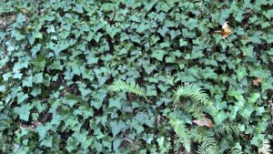 dark green vines with dense leaves carpets a hillside with fern fronds popping out sporadically.