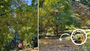 green leaves in frond-like lances are turning yellow above a dirt trail where a squirrel sits working on a walnut with its front feet and mouth.
