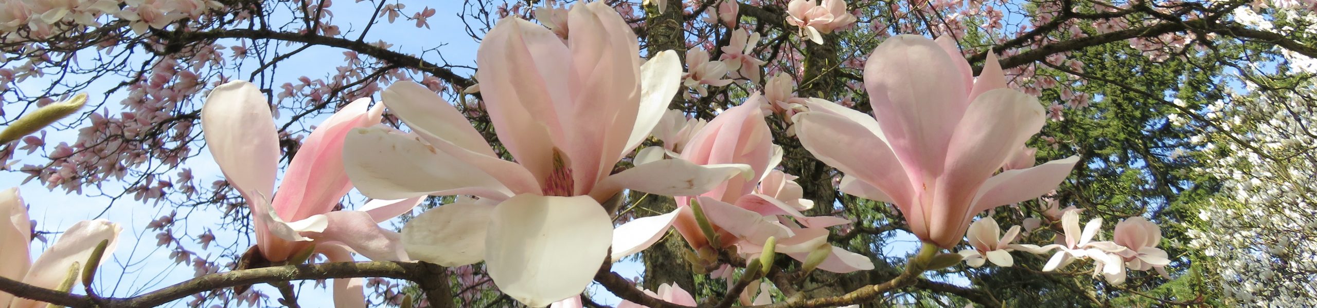 Virtual Magnolias, Buttercups & Bay Trees Workshop