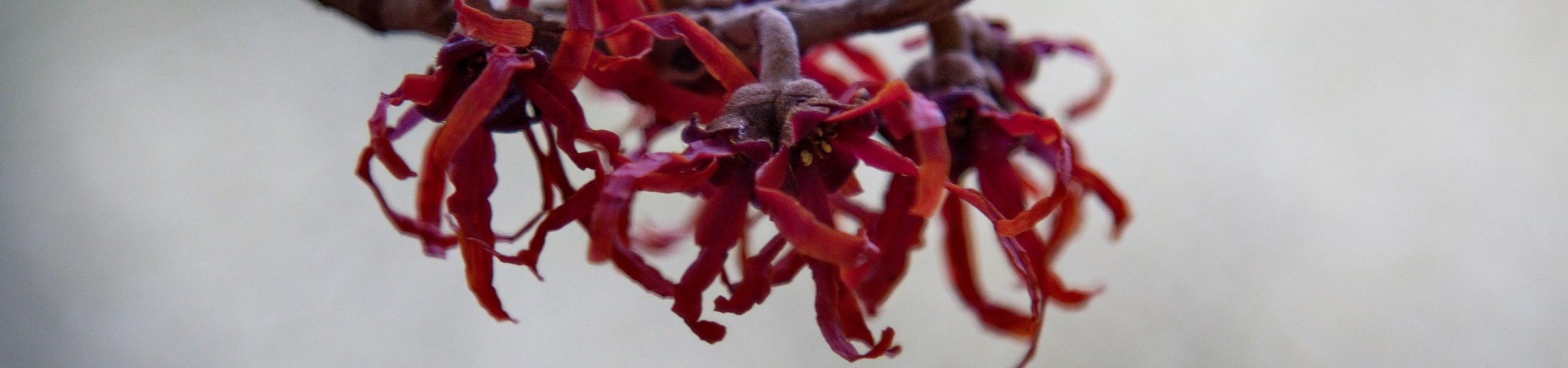 Volunteer Voices: Winter Twig Identification