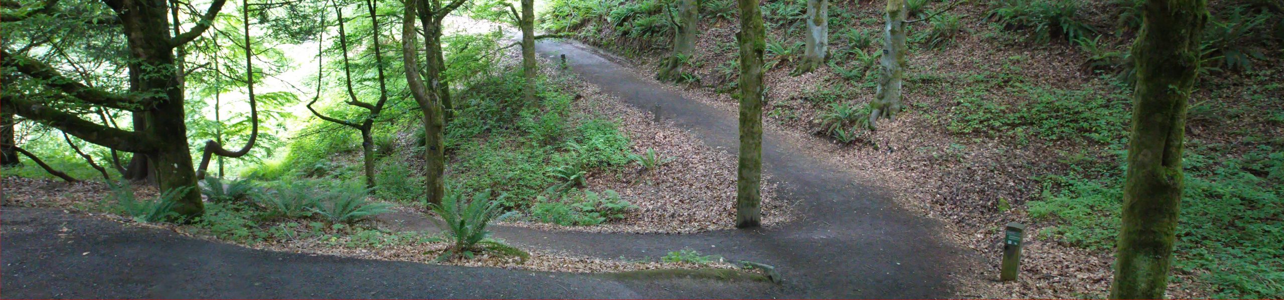 Yoga in Nature (In-Person at Hoyt Arboretum)