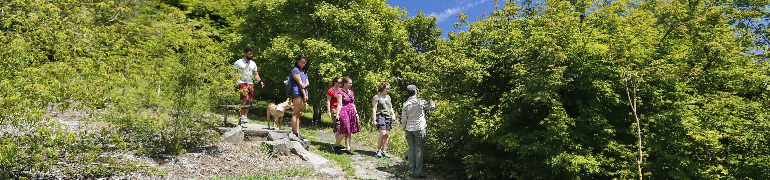 Forest Bathing Walk (In-Person)