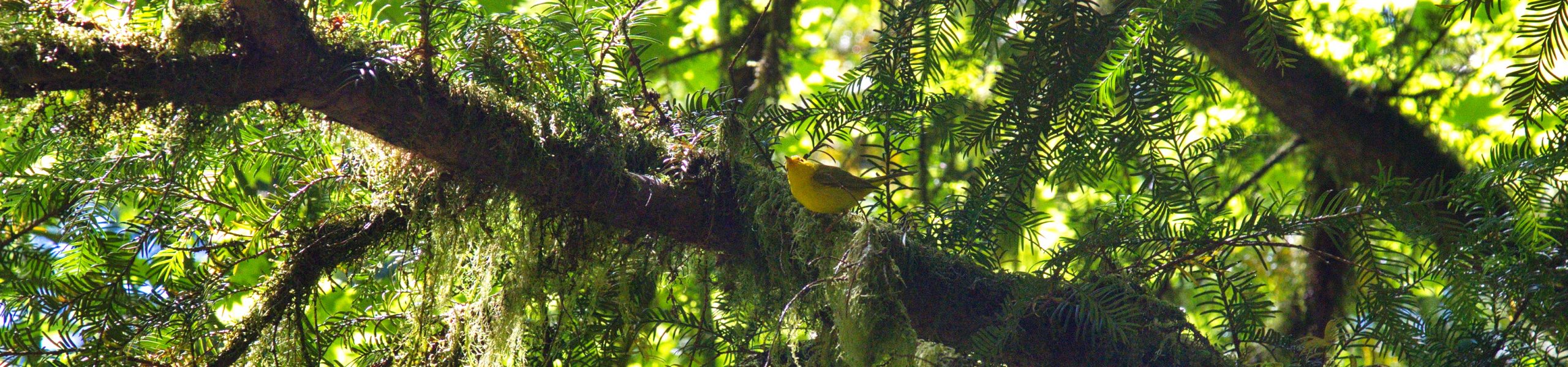 Forest Birds – Virtual Workshop