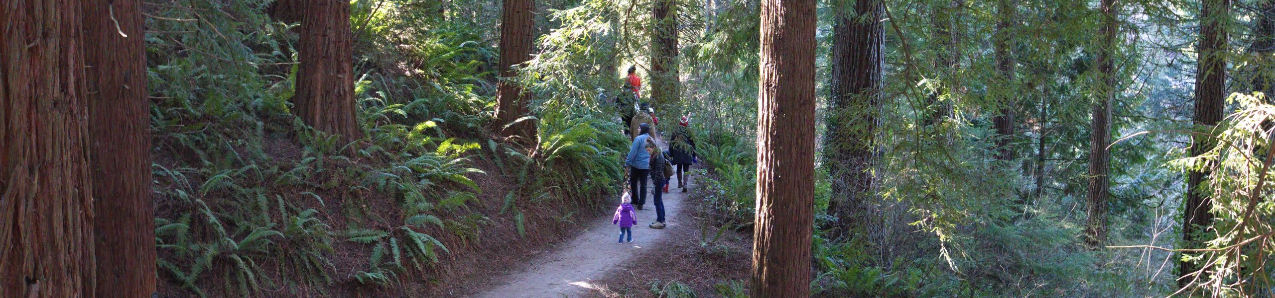 Majestic Redwoods at Hoyt Arboretum