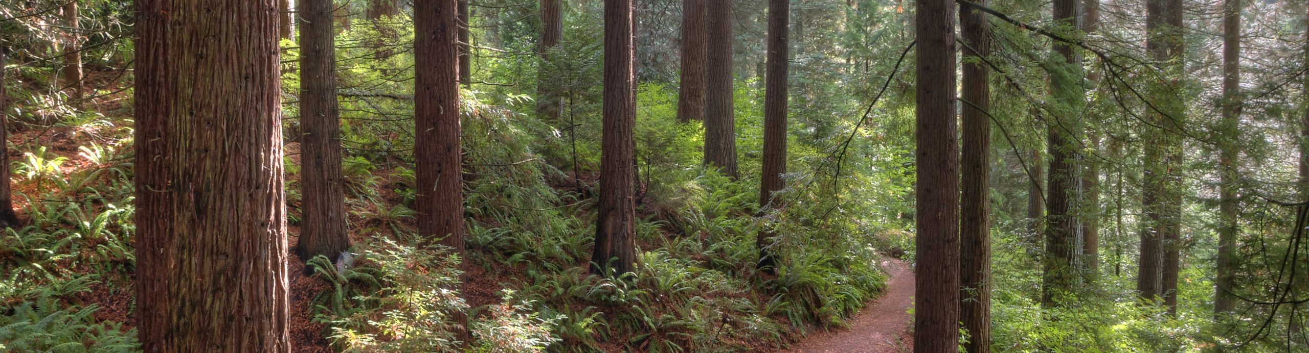 Guided Hike of Hoyt Arboretum