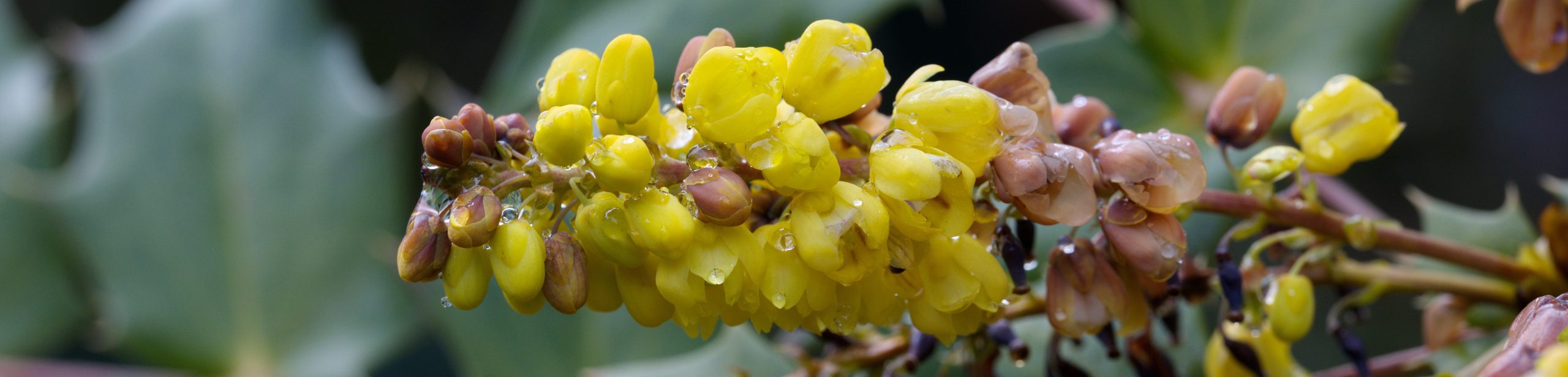 Ask an Expert! Common Names at Hoyt Arboretum… Practical, Fun, or Confusing?