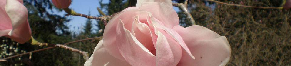 *CANCELLED* Watercolor Magnolias Workshop
