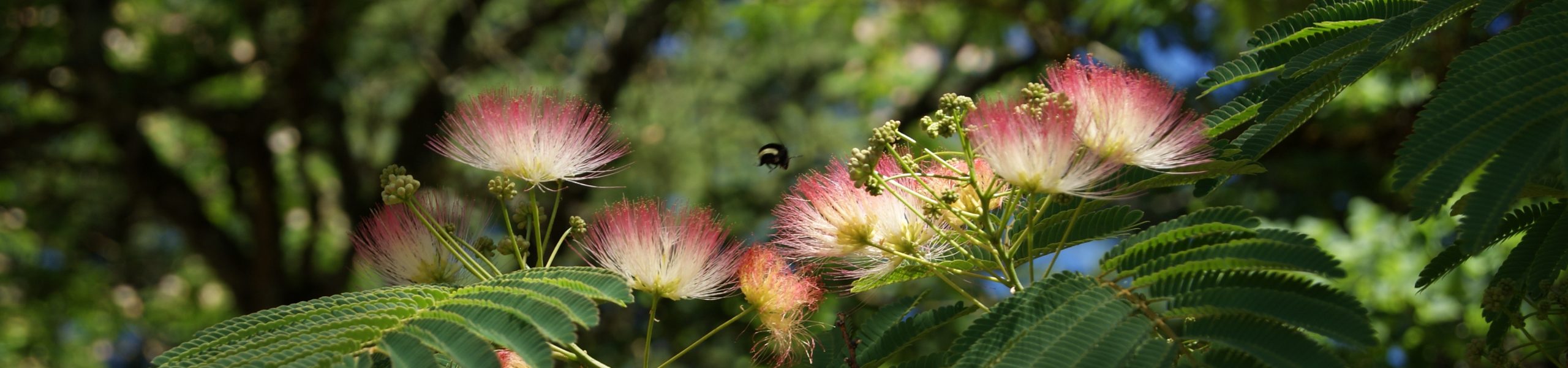 Flowering Trees and Their Pollinators – Virtual Youth Workshop