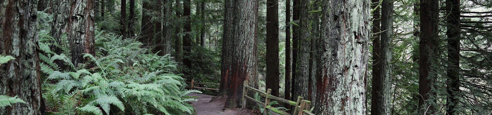 Volunteer Voices: A Journey Begins at Hoyt Arboretum