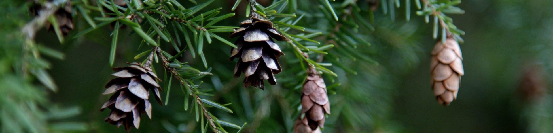 Native Conifers of Northwest Oregon – High-Elevation