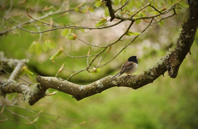 Birding by Ear – Migrant Birds