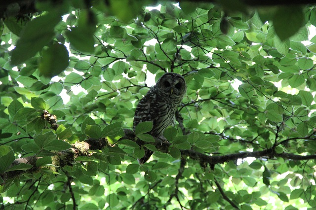 Owls of the PNW – Virtual Workshop