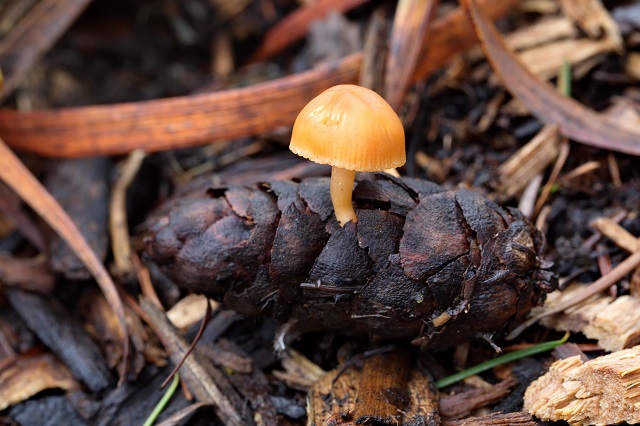 Fall Mushrooms- Virtual Workshop