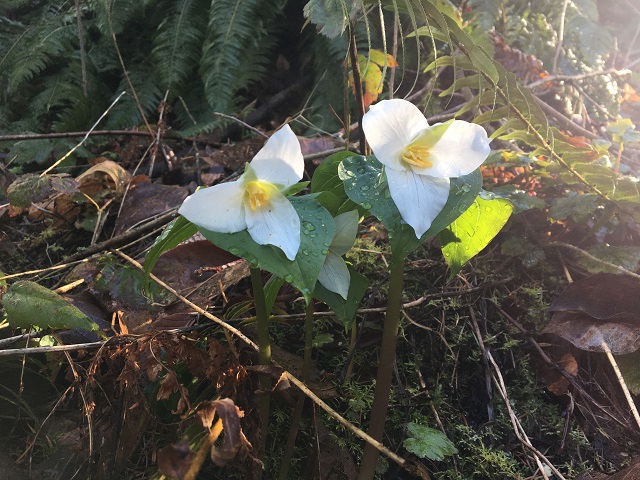 Wildflowers of Hoyt Arboretum Workshop