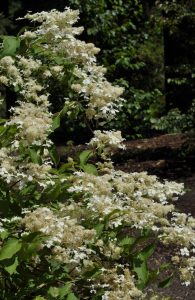 Hydrangea paniculata