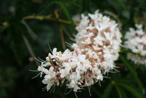 Aesculus californica