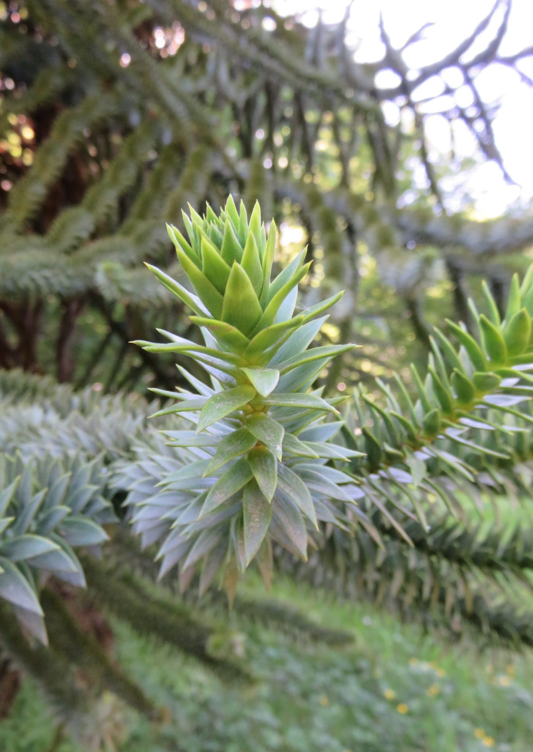 Public Tour – Ancient Trees