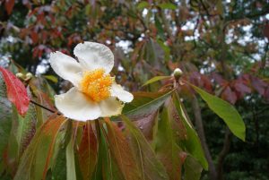 Franklinia altamaha