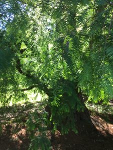 Metasequoia glyptostroboides