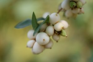 Snowberry