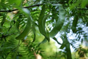 Honey Locust