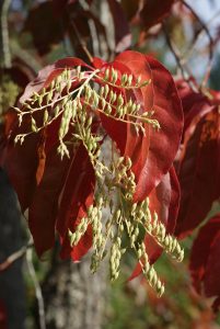 Oxydendrum arboreum