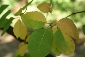 Cotinus obovatus