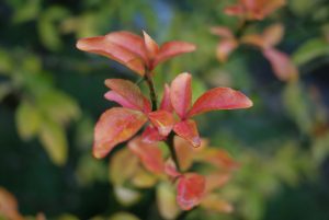 Trifoliate Orange