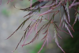 Acer Palmatum ‘Ornatum’