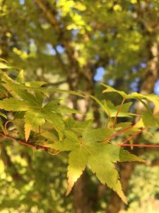 Acer palmatum ‘Sango Kaku’