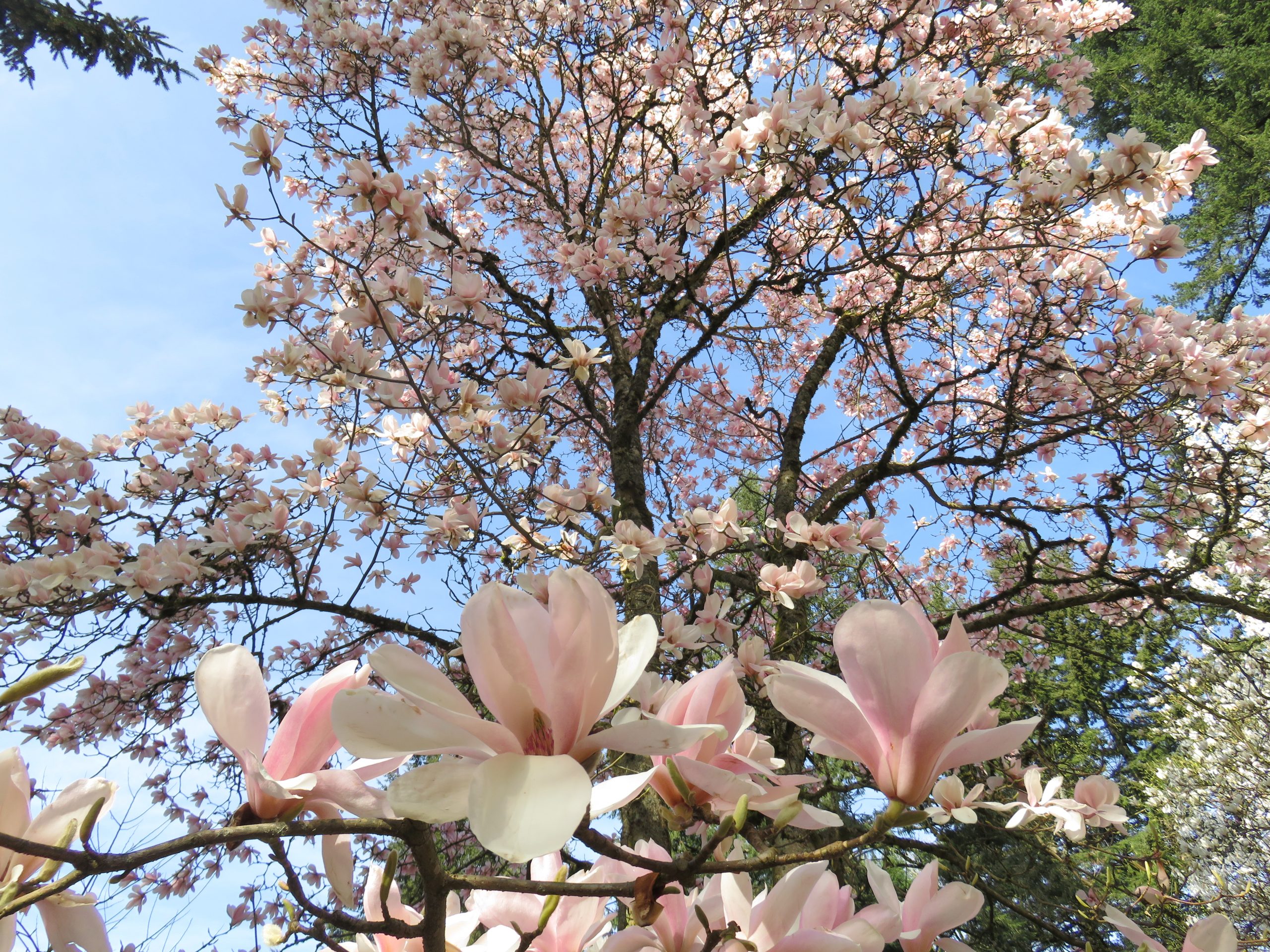 Magnolia Tour with the Curator