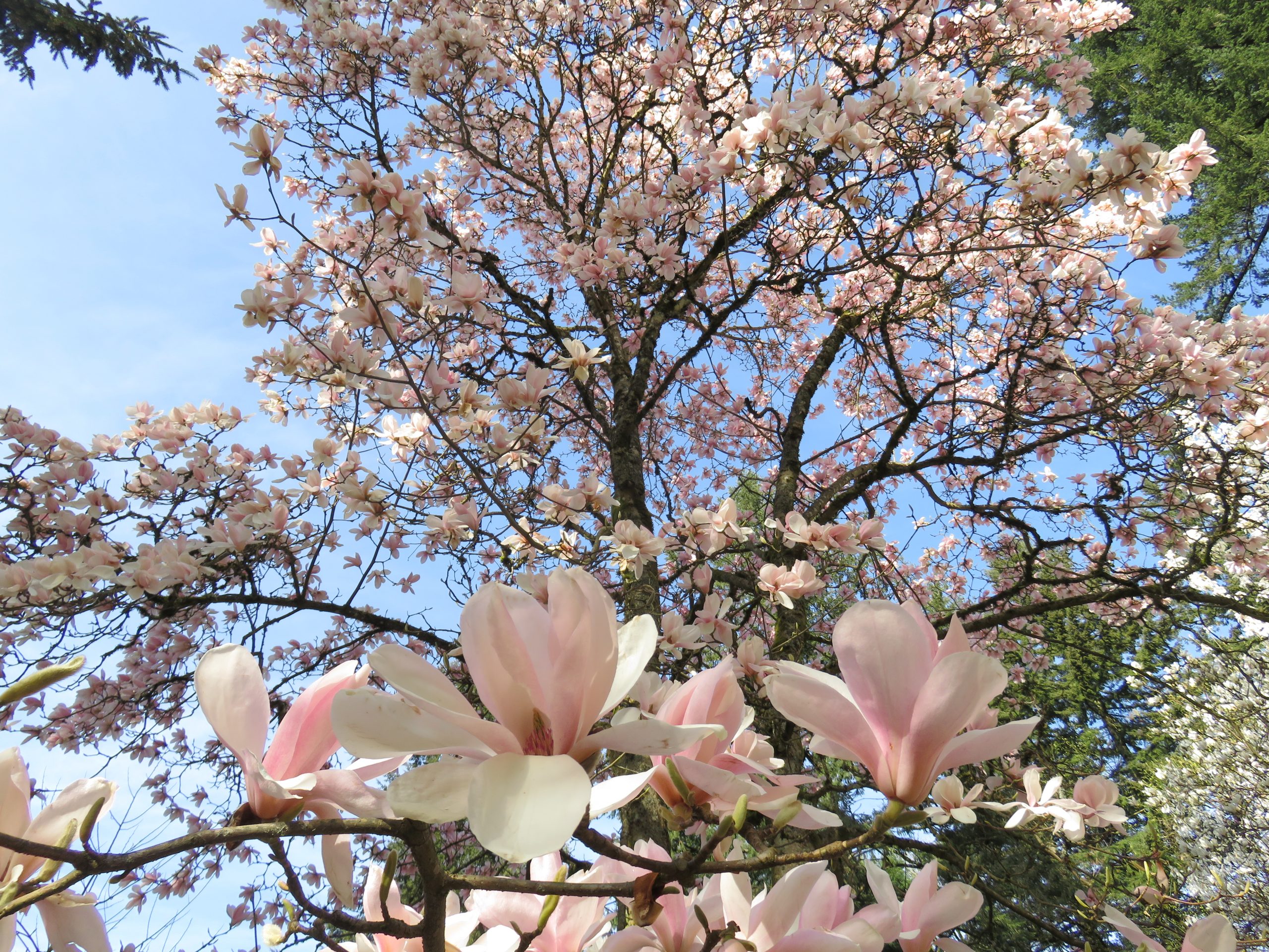 Members-Only Spring Blossom Tour