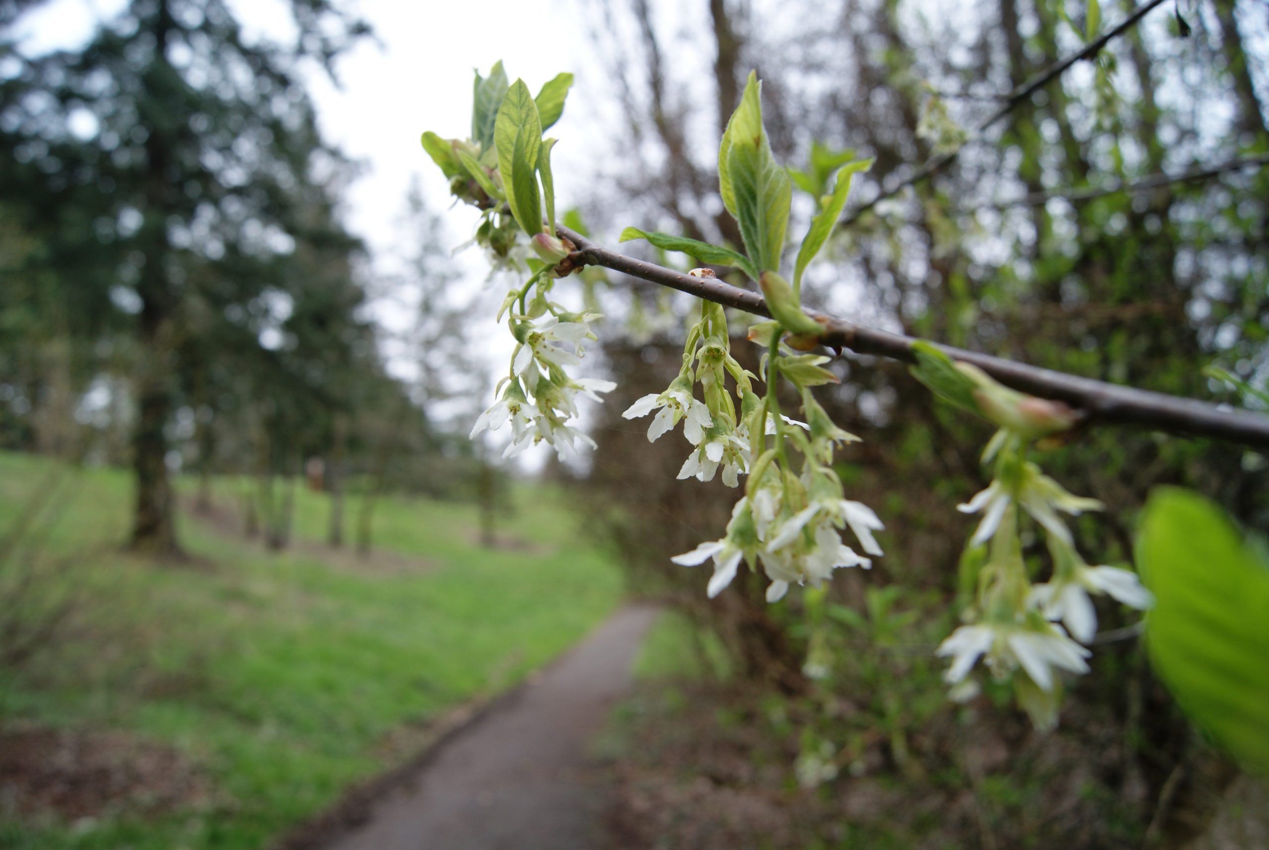 Guided Hike of Hoyt Arboretum